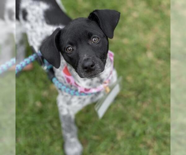 Medium Photo #8 Jack Russell Terrier-Unknown Mix Puppy For Sale in San Diego, CA, USA