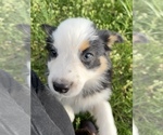 Small Photo #26 Australian Shepherd Puppy For Sale in EXETER, MO, USA