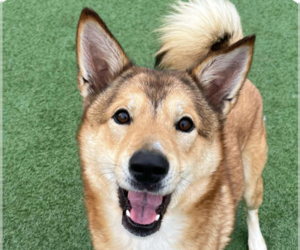 Mutt Dogs for adoption in San Ramon, CA, USA