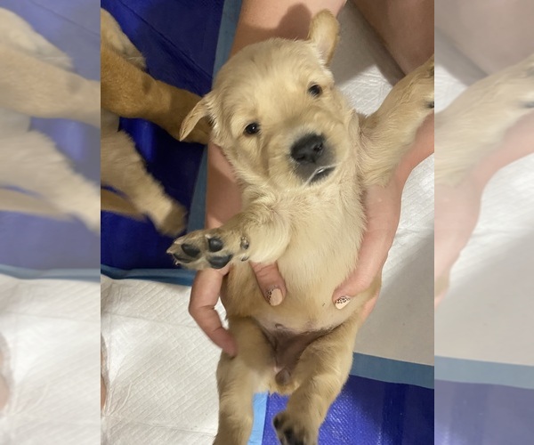 Medium Photo #12 Golden Retriever Puppy For Sale in DAWSON, TX, USA