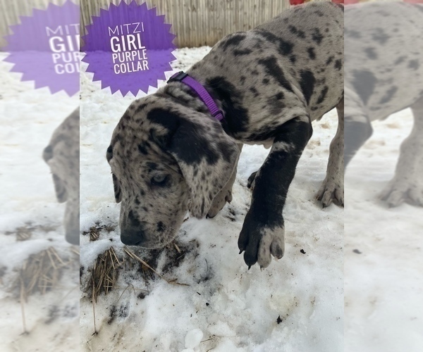 Medium Photo #2 Great Dane Puppy For Sale in COLUMBUS, OH, USA
