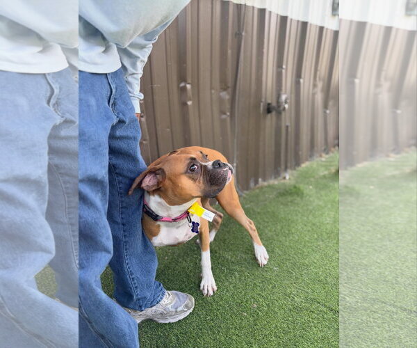 Medium Photo #11 Boxer Puppy For Sale in  Katy, TX, USA
