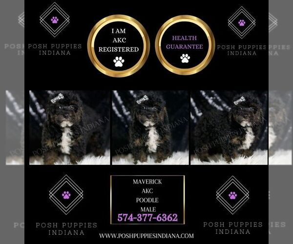 Medium Photo #2 Poodle (Toy) Puppy For Sale in WARSAW, IN, USA