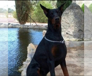 Doberman Pinscher Puppy for Sale in YUCCA VALLEY, California USA
