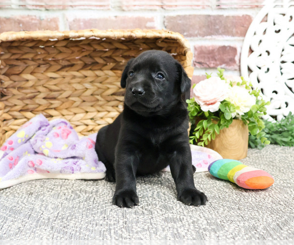 Medium Photo #2 Labrador Retriever Puppy For Sale in SYRACUSE, IN, USA