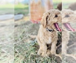 Small Photo #3 Goldendoodle (Miniature) Puppy For Sale in RUSSELLVILLE, MO, USA