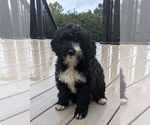 Puppy Daisy Bernese Mountain Dog-Portuguese Water Dog Mix