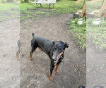 Small #1 Doberman Pinscher