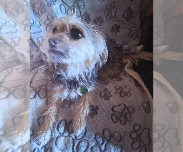 Medium Photo #6 Mutt Puppy For Sale in Colorado Springs, CO, USA
