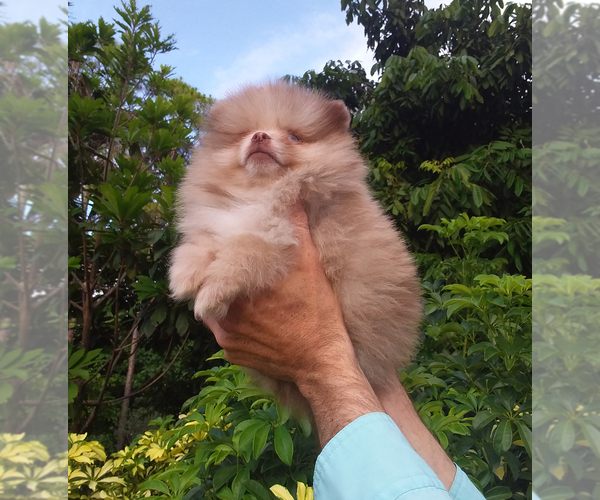 Medium Photo #9 Pomeranian Puppy For Sale in WEST PALM BEACH, FL, USA