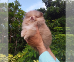 Small #8 Pomeranian
