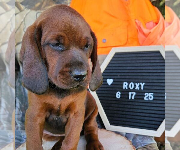Medium Photo #4 Redbone Coonhound Puppy For Sale in DENVER, PA, USA