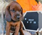 Small #3 Redbone Coonhound