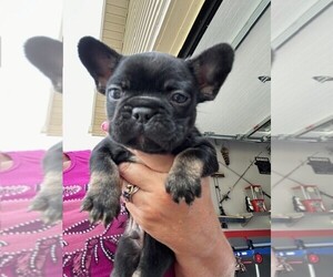 French Bulldog Puppy for sale in BURLINGTON, WI, USA