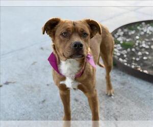 Chow Chow-Unknown Mix Dogs for adoption in Tulsa, OK, USA