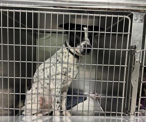 Medium Photo #1 Mutt Puppy For Sale in Grand Prairie, TX, USA