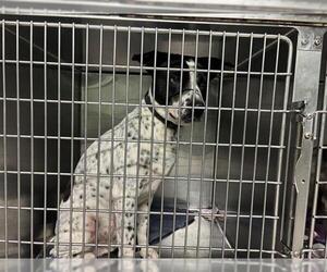 Mutt Dogs for adoption in Grand Prairie, TX, USA