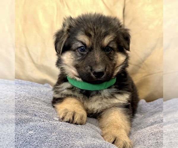 Medium Photo #8 German Shepherd Dog Puppy For Sale in BRIGHTON, CO, USA