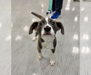 American Pit Bull Terrier-Labrador Retriever Mix Dogs for adoption in GILBERTS, IL, USA