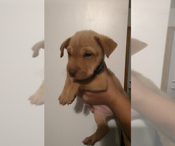 Medium Photo #3 Chihuahua-Chinese Shar-Pei Mix Puppy For Sale in LEETONIA, OH, USA