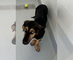 Small #4 Basset Hound-German Shepherd Dog Mix
