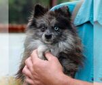 Small Photo #1 Pomeranian Puppy For Sale in MANHEIM, PA, USA