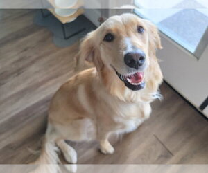 Golden Retriever Dogs for adoption in Glendale , AZ, USA