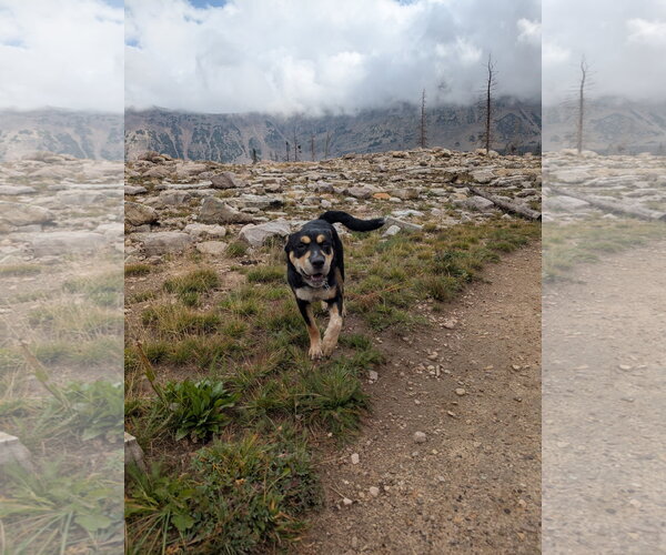 Medium Photo #5 Mutt Puppy For Sale in Sandy, UT, USA