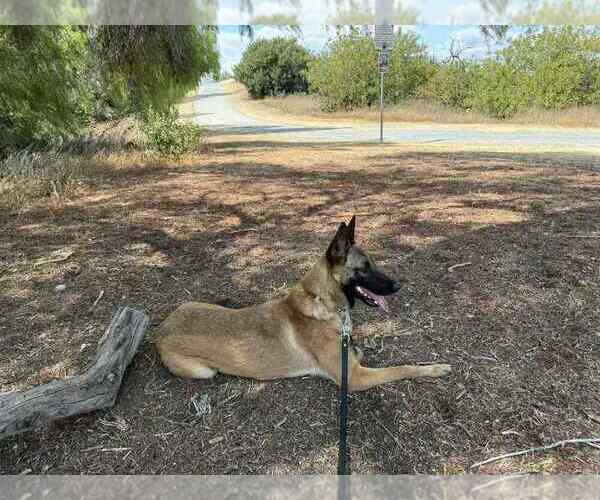 Medium Photo #3 Mutt Puppy For Sale in Imlay City, MI, USA