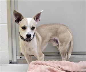 Chihuahua-Unknown Mix Dogs for adoption in Temple, TX, USA