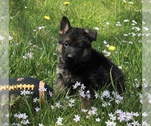 German Shepherd Dog Puppy for sale in FREDERICKSBURG, OH, USA