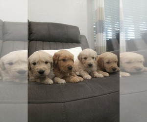 Golden Retriever Puppy for Sale in ELVERTA, California USA