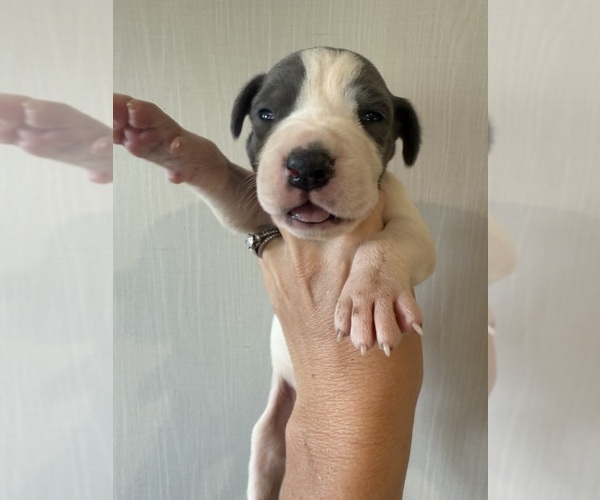 Medium Photo #12 Great Dane Puppy For Sale in HALLETTSVILLE, TX, USA