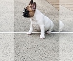 Small Photo #14 French Bulldog Puppy For Sale in FORDS, NJ, USA