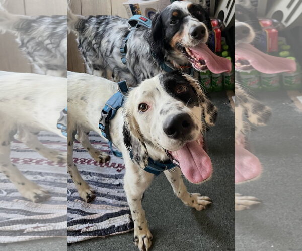 Medium Photo #2 English Setter Puppy For Sale in Williamsburg, IA, USA