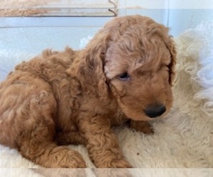 Goldendoodle Puppy for sale in STATESVILLE, NC, USA