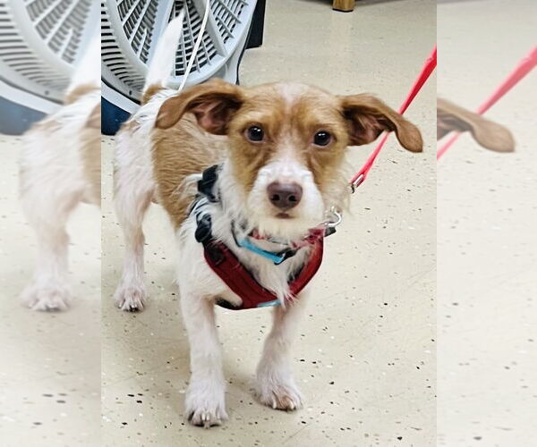 Medium Photo #2 Dachshund-Unknown Mix Puppy For Sale in Mundelein, IL, USA