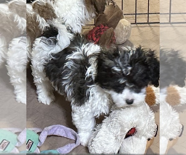 Medium Photo #8 Shih-Poo Puppy For Sale in GLOUCESTER, VA, USA