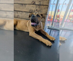 Ruby - Female Mutt Dog for Adoption - Photo #4