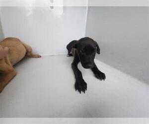 Shepradors Dogs for adoption in Houston, TX, USA