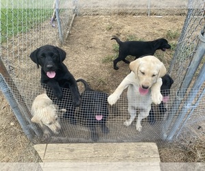 Labrador Retriever Puppy for sale in PIKEVILLE, TN, USA
