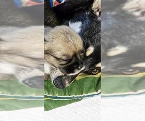 Chihuahua Dogs for adoption in San Antonio, TX, USA