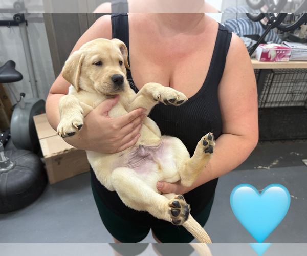 Medium Photo #9 Labrador Retriever Puppy For Sale in MIAMI, FL, USA