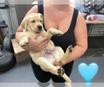 Small Photo #9 Labrador Retriever Puppy For Sale in MIAMI, FL, USA