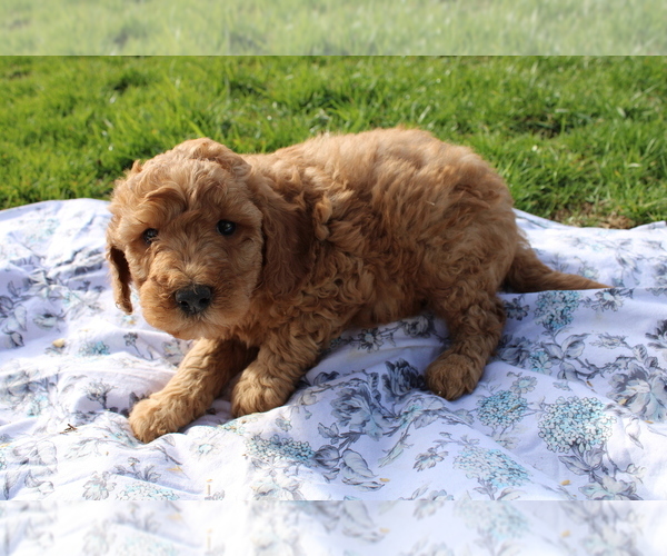Medium Photo #6 Goldendoodle (Miniature) Puppy For Sale in BLOOMINGTON, IN, USA
