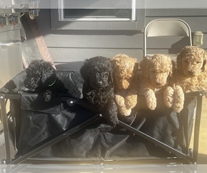 Poodle (Standard) Puppy for sale in GEORGETOWN, TX, USA