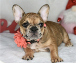 Small Photo #2 French Bulldog Puppy For Sale in BYRON CENTER, MI, USA