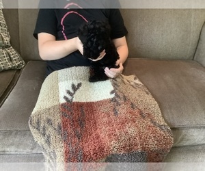 Poodle (Toy) Puppy for sale in SAINT CLOUD, MN, USA
