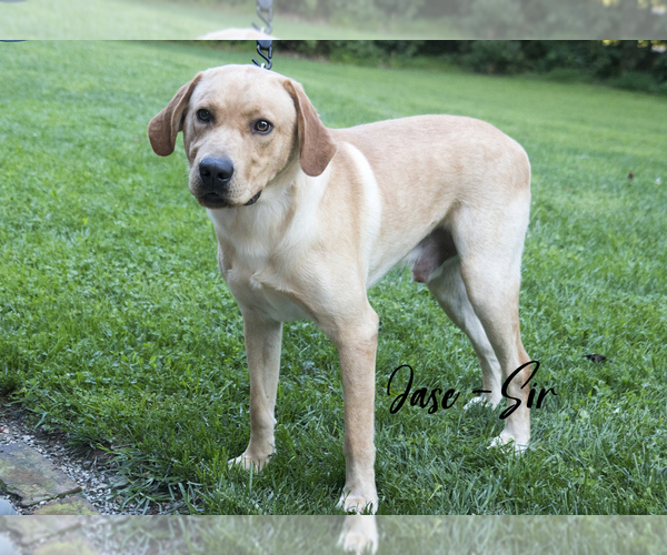 Medium Photo #1 Labrador Retriever Puppy For Sale in SCHELLSBURG, PA, USA