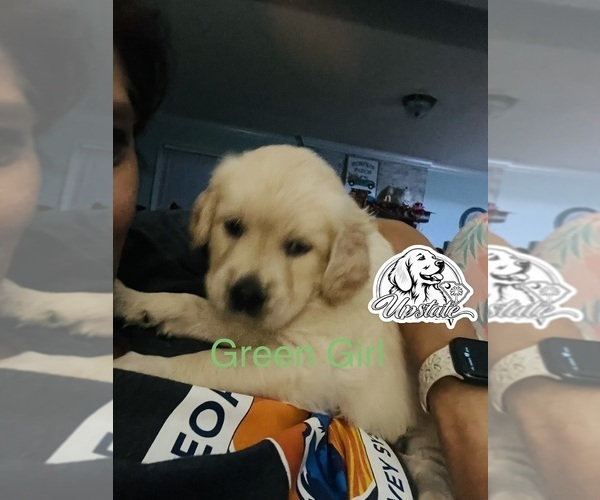 Medium Photo #7 Golden Retriever Puppy For Sale in BOILING SPGS, SC, USA